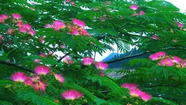 合欢花怎么种 合欢花种植方法与注意事项