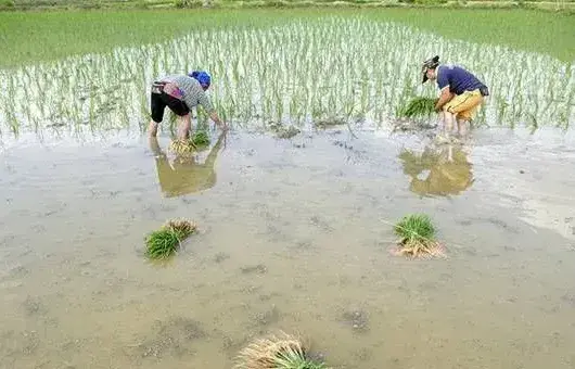 2019小满气候特点及农事管理要点