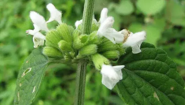 2018种防风赚钱吗？防风种植的利润与投资成本及前景预测