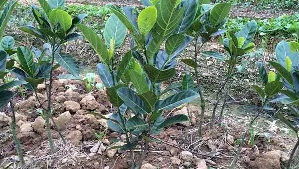 菠萝蜜种子怎么种 菠萝蜜树在北方能种吗