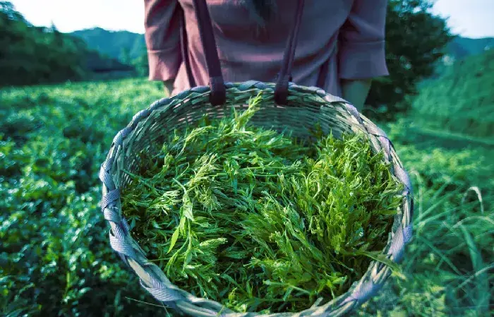 莓茶的制作以及茶树的生长条件