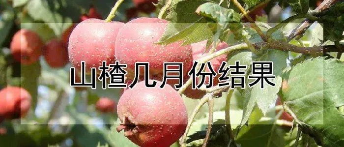 山楂几月份结果