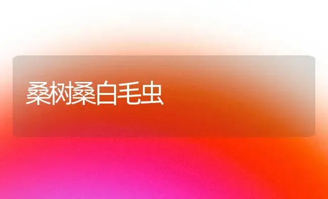 桑树桑白毛虫 | 植物知识