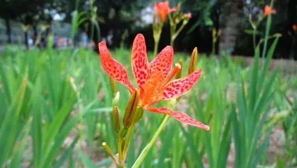 射干种植技术及亩收益