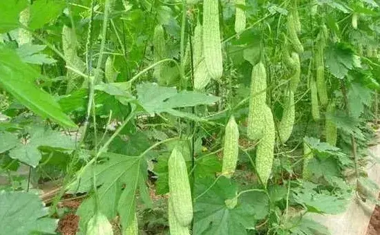 大棚苦瓜种植能高产吗