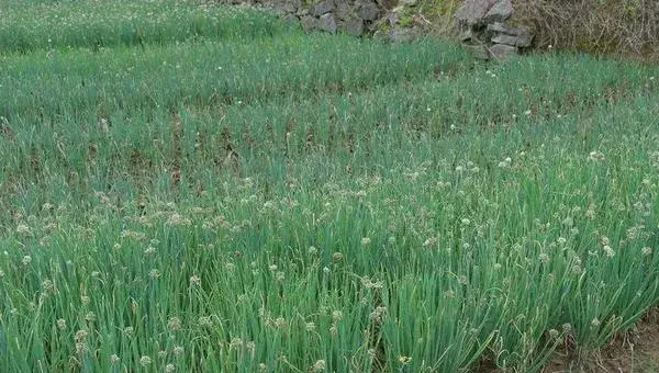 各种蔬菜的种植时间，蔬菜分为喜热型、喜寒型和耐寒型