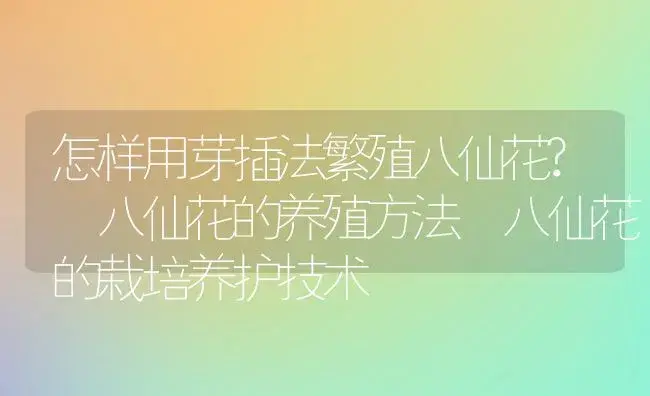 怎样用芽插法繁殖八仙花? 八仙花的养殖方法 八仙花的栽培养护技术 | 植物科普