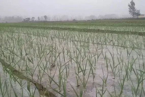 大蒜根烂原因及防治措施介绍