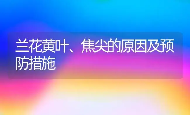 兰花黄叶、焦尖的原因及预防措施 | 植物科普