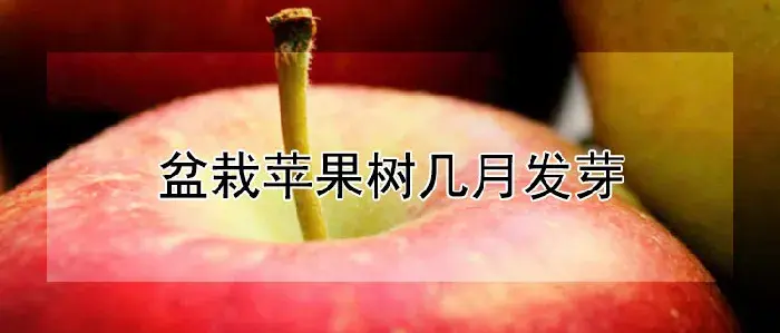 盆栽苹果树几月发芽