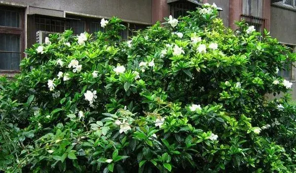 养殖的栀子花卷叶，这是怎么回事