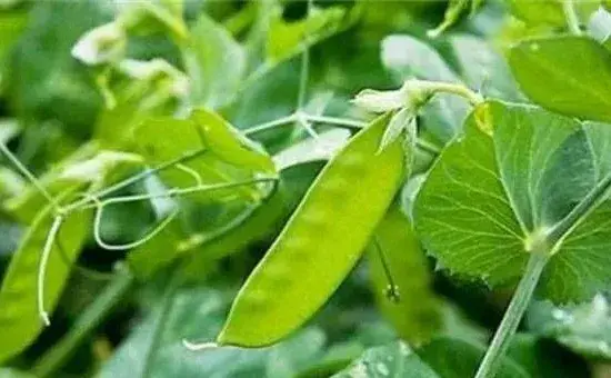 常见蔬菜荷兰豆种植时间及种植环境介绍