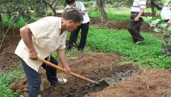 苹果园土壤管理注意事项