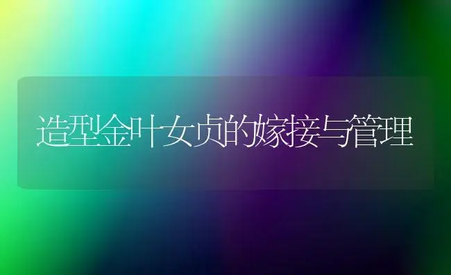 造型金叶女贞的嫁接与管理 | 植物知识