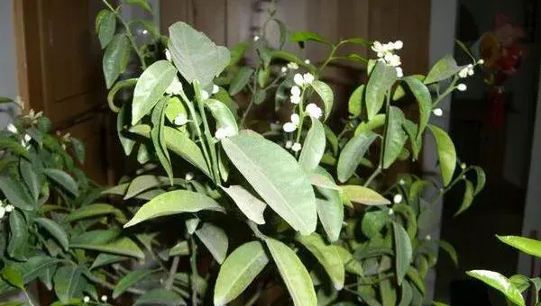 橘子花怎么养 橘子花盆栽养殖方法与注意事项