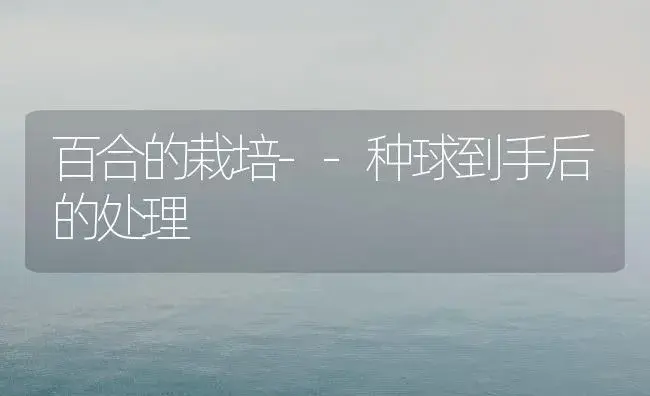 百合的栽培--种球到手后的处理 | 植物知识