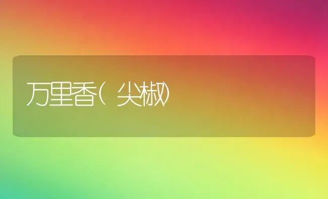 万里香(尖椒) | 植物科普