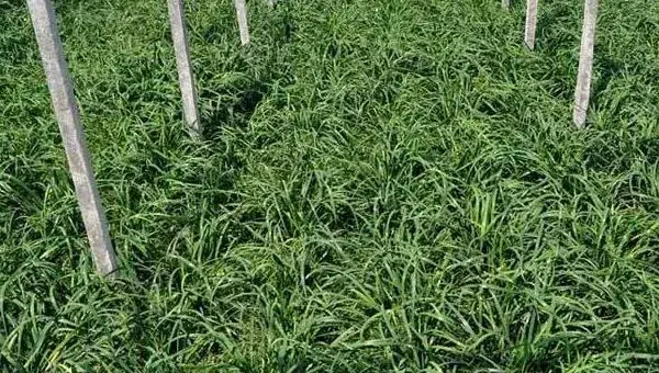 种韭菜丰产栽培技术 韭菜怎么种植方法