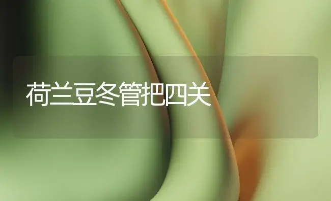 荷兰豆冬管把四关 | 植物百科