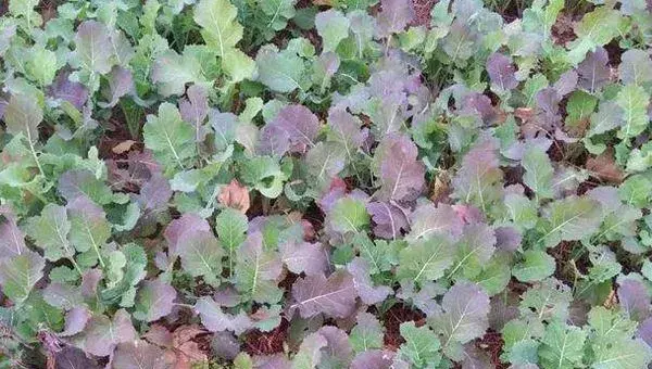 油菜苗叶片紫红色的原因及防治方法