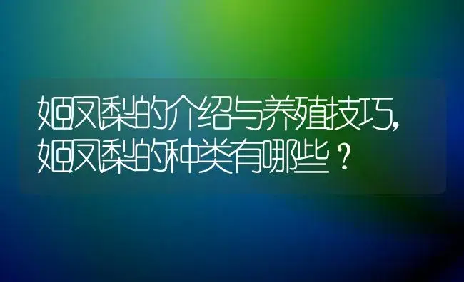 姬凤梨的介绍与养殖技巧，姬凤梨的种类有哪些？ | 植物问答