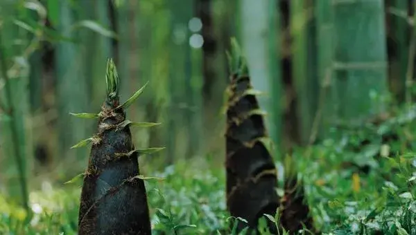 竹笋种植条件和方法