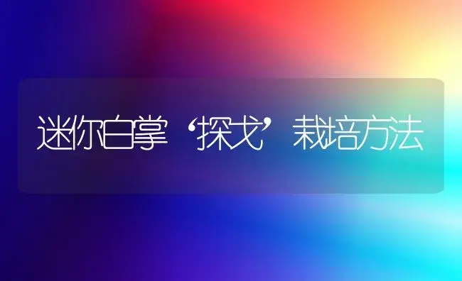 迷你白掌‘探戈’栽培方法 | 植物知识