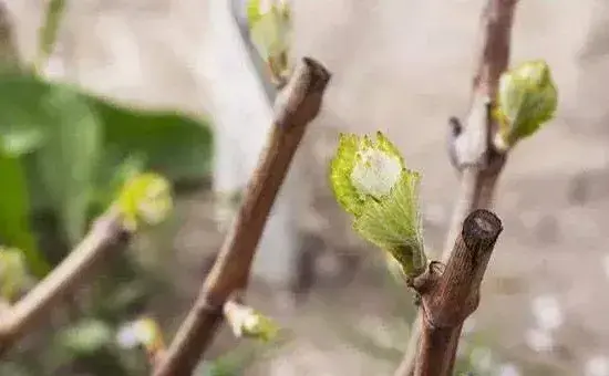 葡萄种植五个时期流水管理