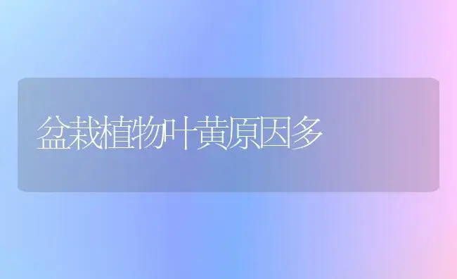 盆栽植物叶黄原因多 | 植物科普