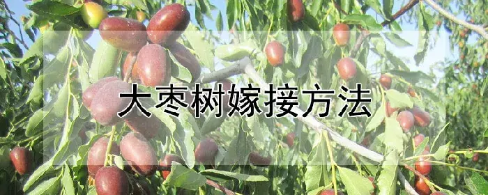 大枣树嫁接方法