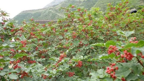 2018种花椒赚钱吗？花椒种植的利润与投资成本及前景预测