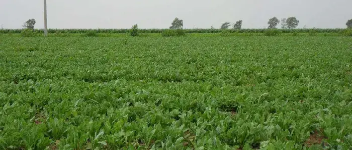 板蓝根种植技术要点，加强田间管理是关键