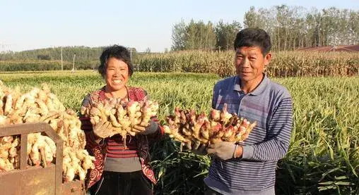 2017种生姜赚钱吗？2017种生姜前景及市场价格行情分析