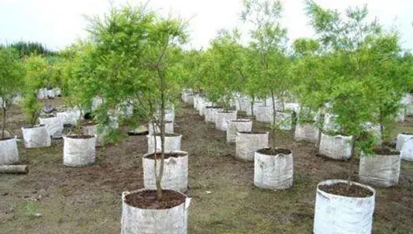 盆栽芒果树如何种植 芒果树盆栽叶子干枯怎么办