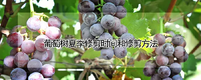 葡萄树夏季修剪时间和修剪方法