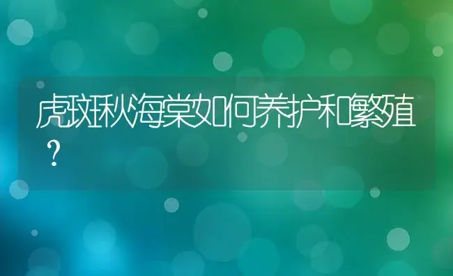 虎斑秋海棠如何养护和繁殖？ | 植物科普