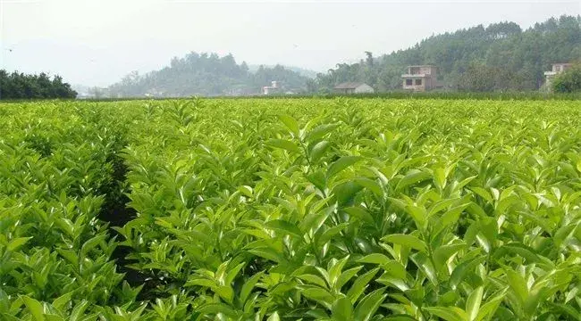 金桔种植技术方法
