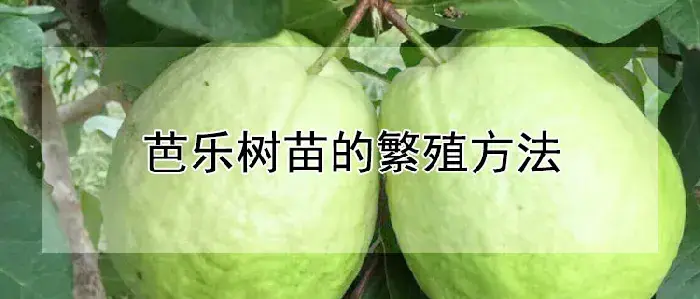 芭乐树苗的繁殖方法