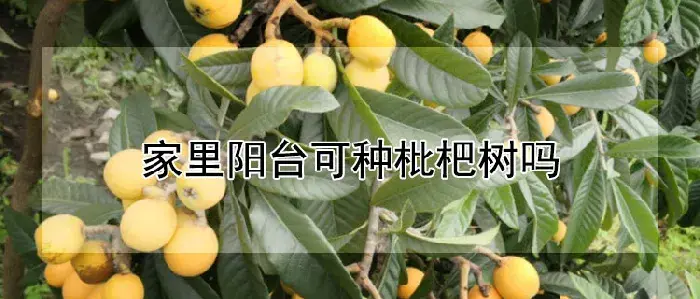 家里阳台可种枇杷树吗