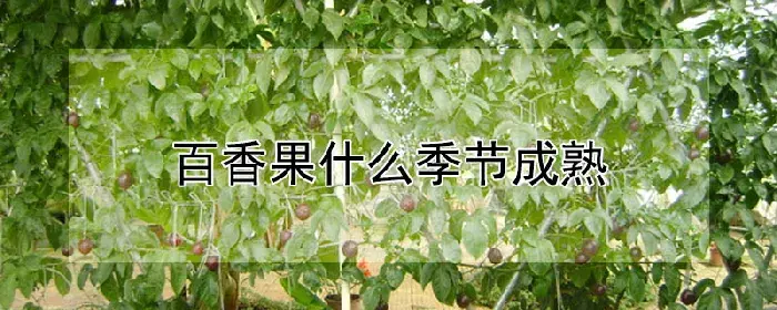 百香果什么季节成熟