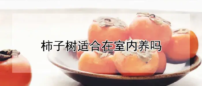 柿子树适合在室内养吗