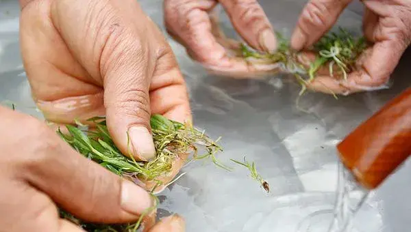 铁皮石斛的种植技术  铁皮石斛怎么种植