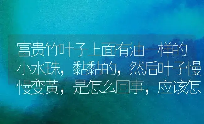 富贵竹叶子上面有油一样的小水珠，黏黏的，然后叶子慢慢变黄，是怎么回事，应该怎么解决？ | 植物问答