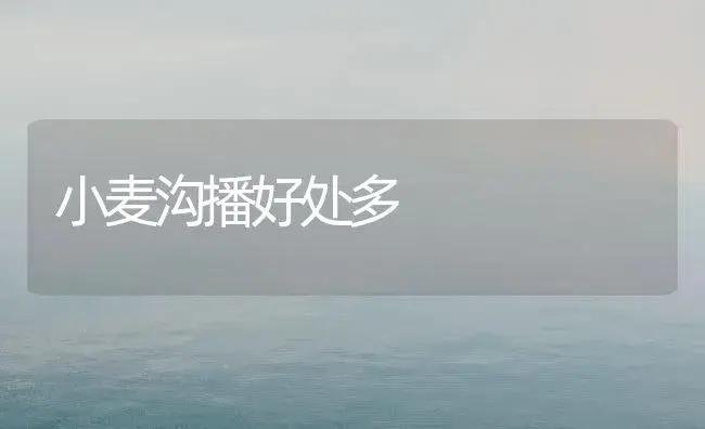 小麦沟播好处多 | 植物科普