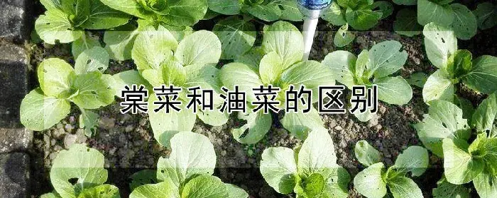 棠菜和油菜的区别