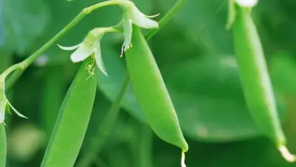 扁豆的科学栽培管理技术