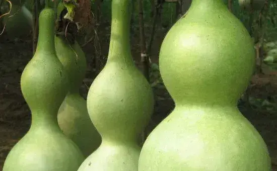 葫芦种子怎么发芽
