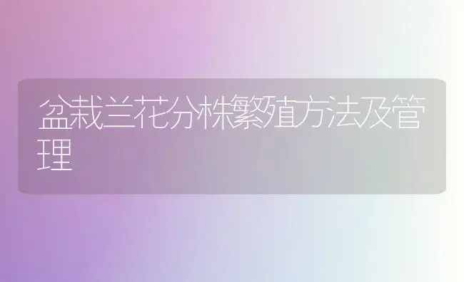 盆栽兰花分株繁殖方法及管理 | 植物知识