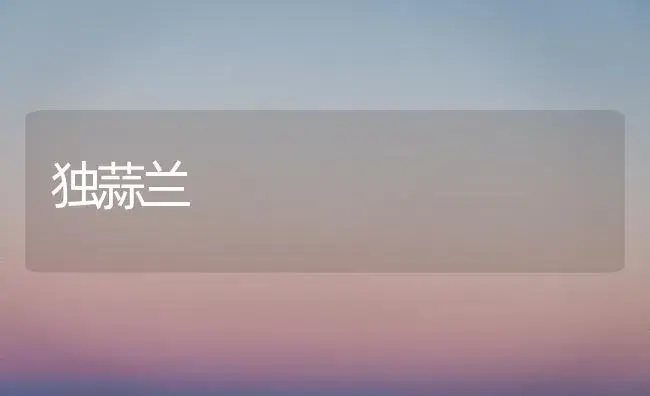独蒜兰（图） | 植物知识