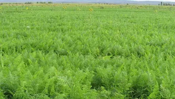 2018种甘草赚钱吗？甘草种植的利润与投资成本及前景预测